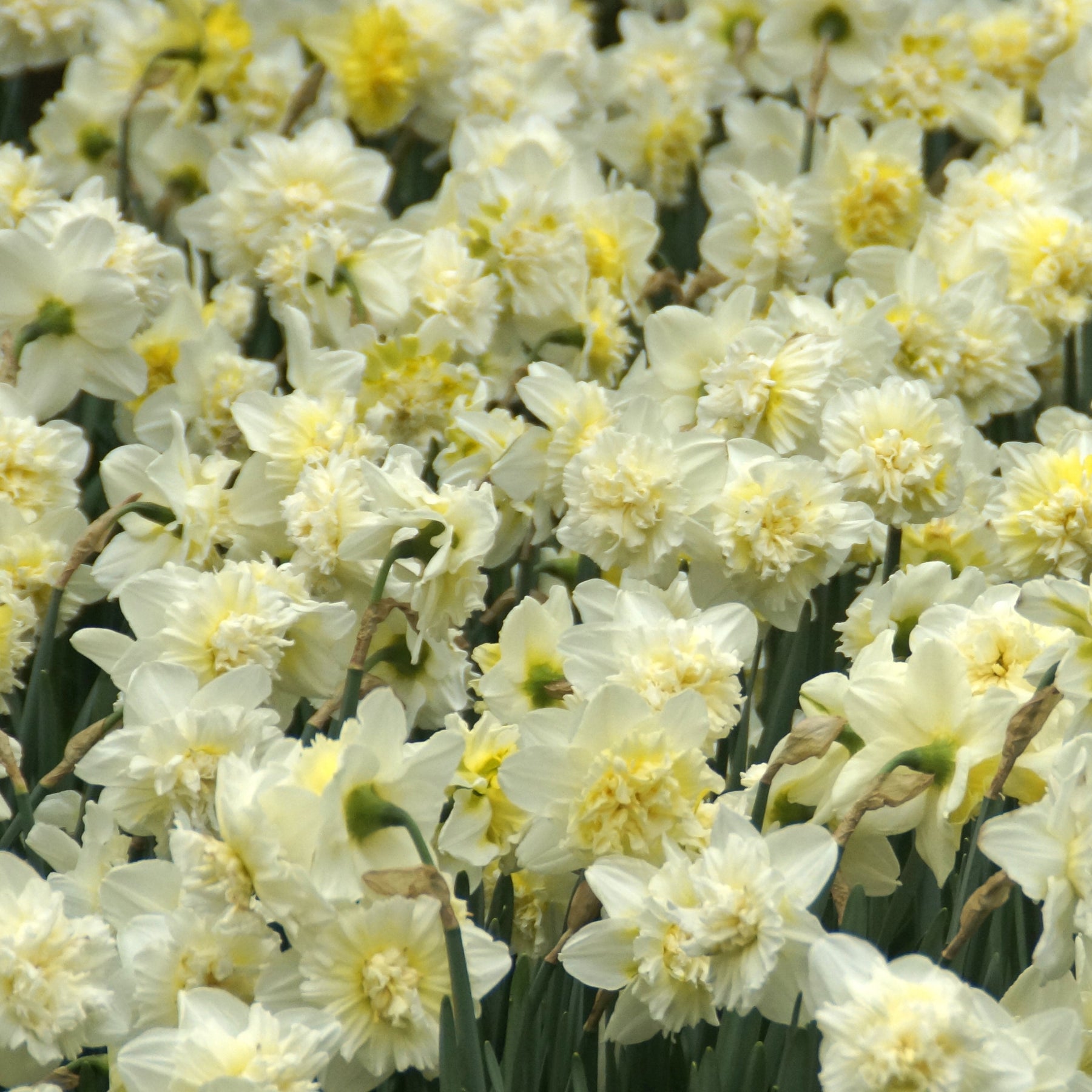 5 Narcisses Ice Kings - Narcissus ice king - Willemse