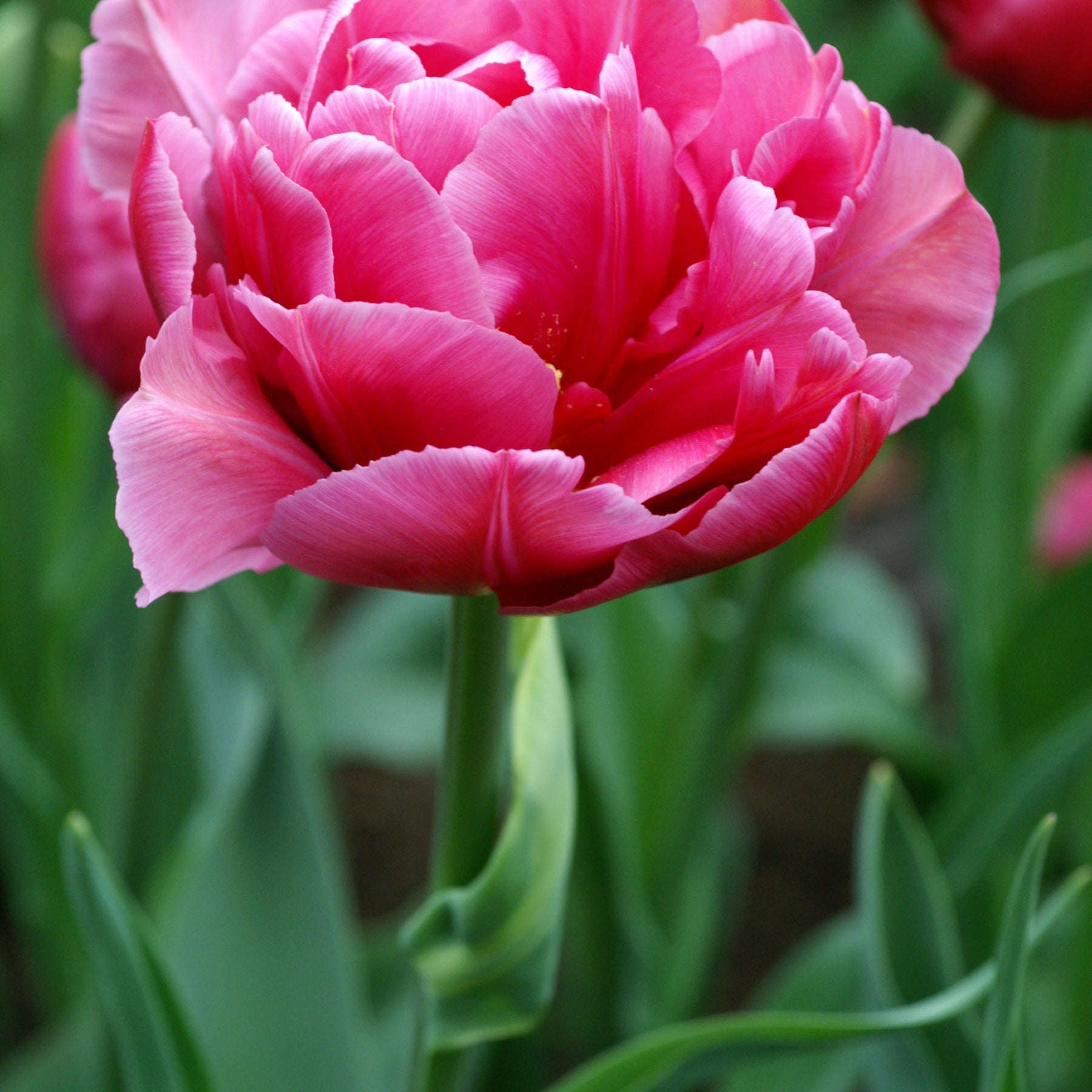 10 Tulipes Margarita - Willemse
