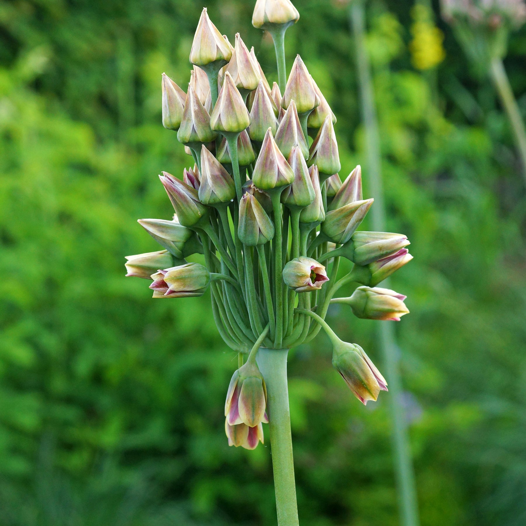 Allium bulgaricum - 15 Alliums de Bulgarie - Allium