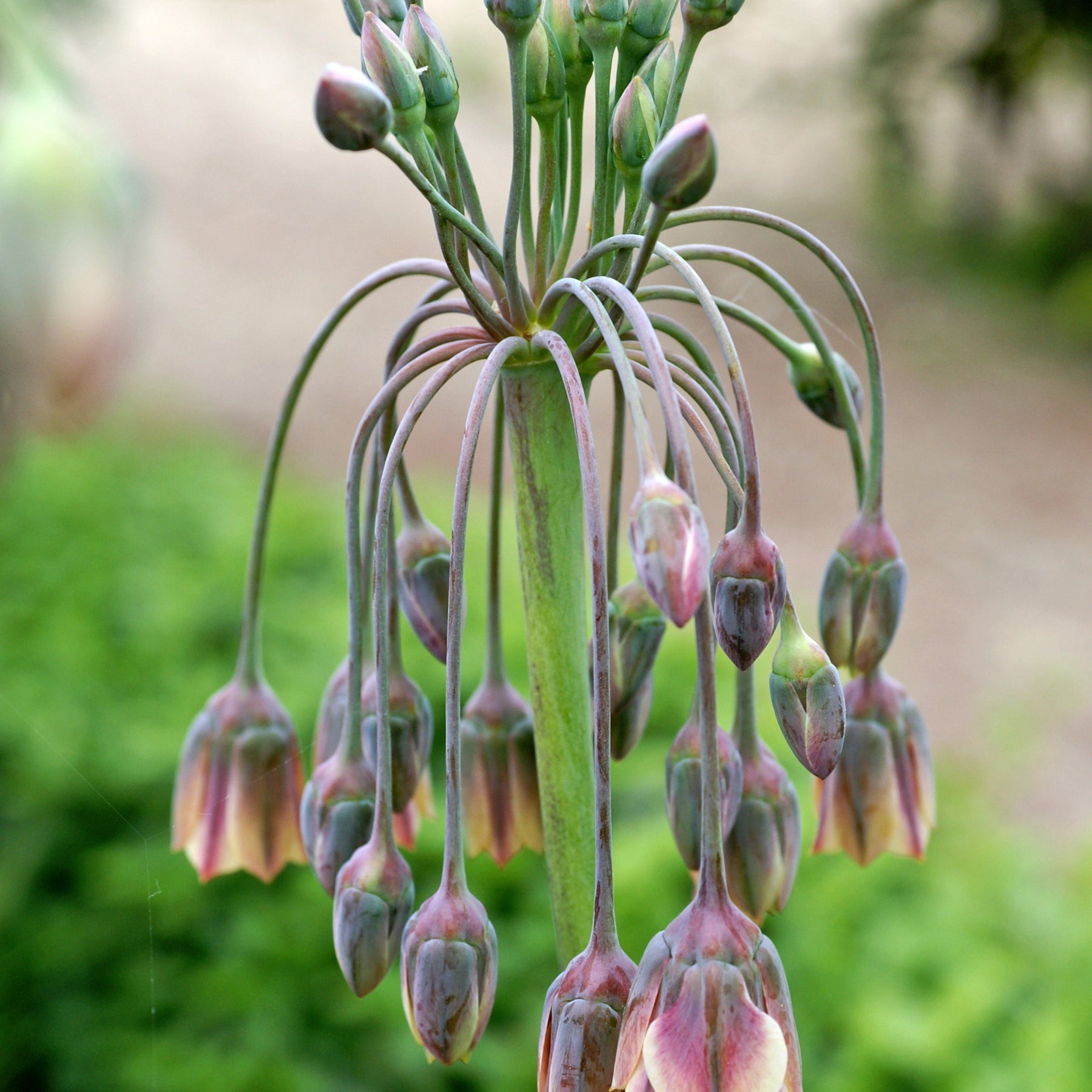 Allium - 15 Alliums de Bulgarie - Allium bulgaricum