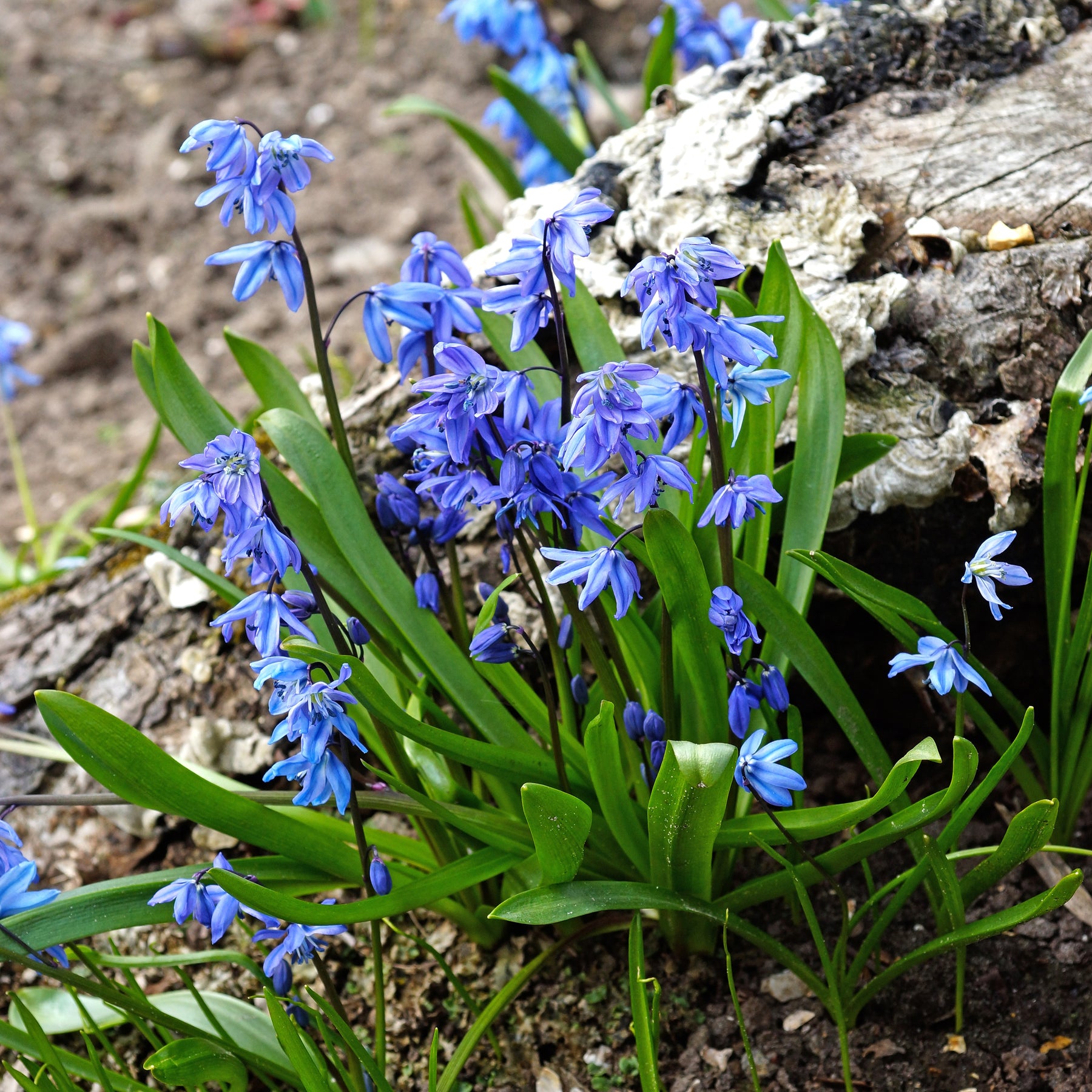 Bulbes à fleurs - Scille de Sibérie - Scilla - Scilla siberica