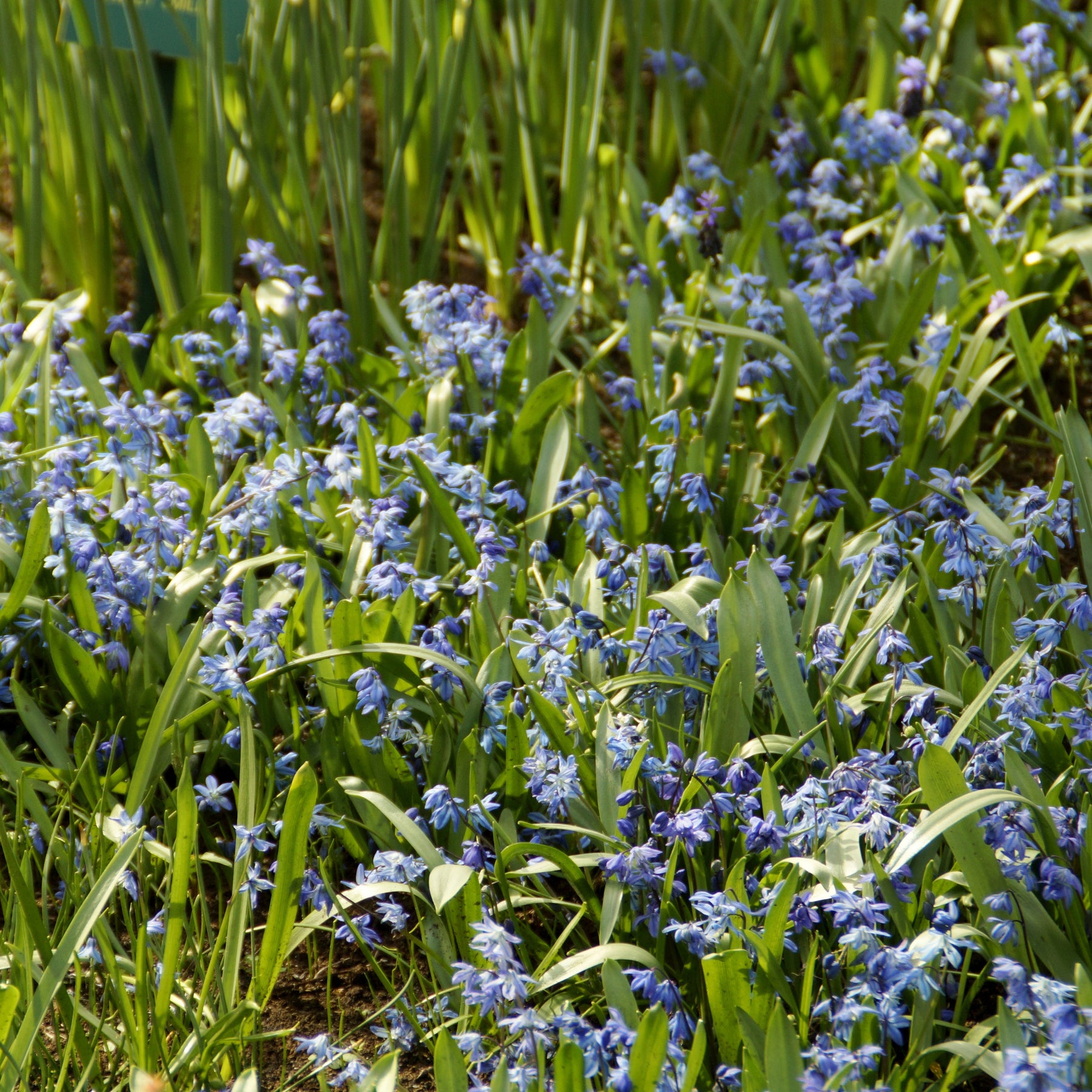 Vente Scille de Sibérie - Scilla