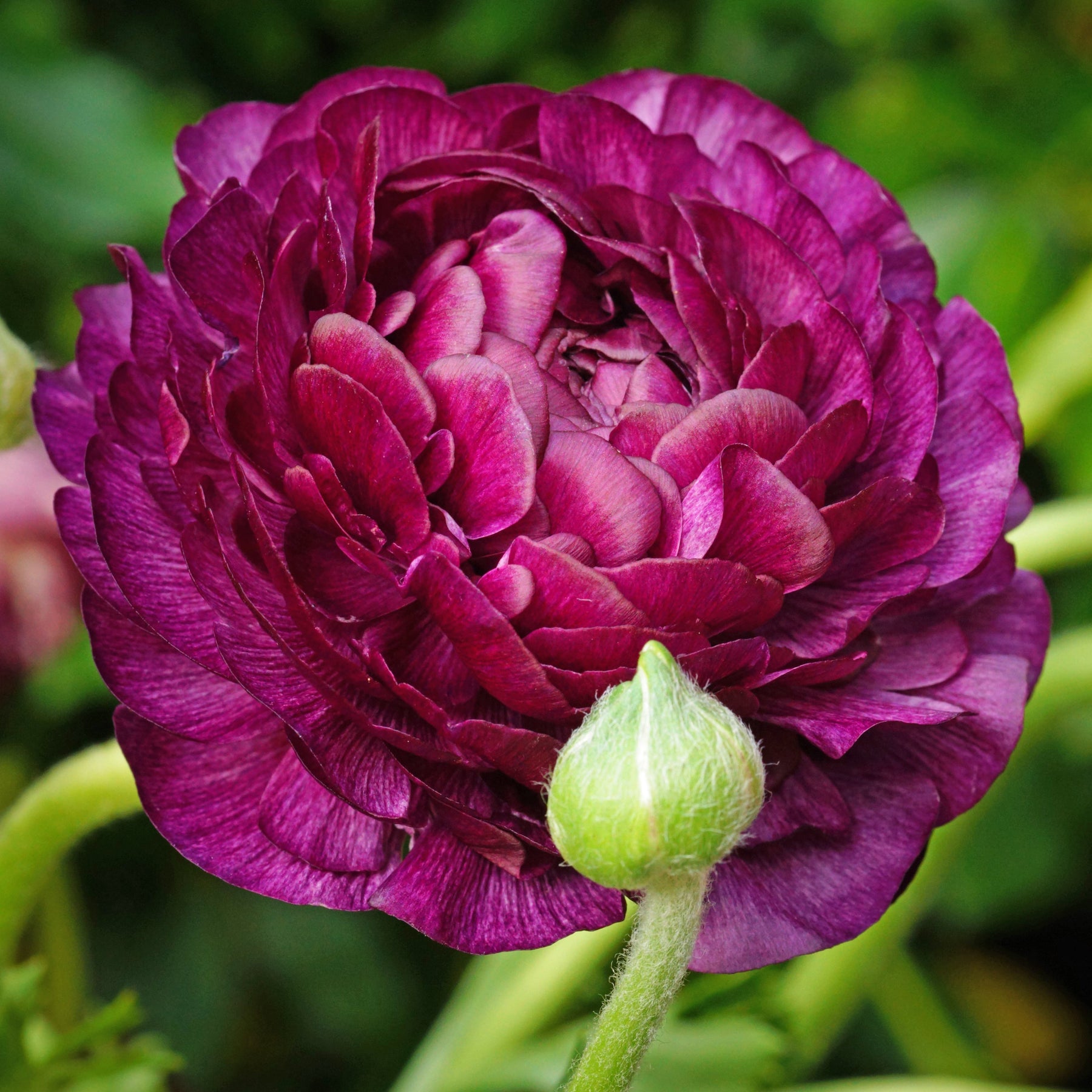 12 Renoncules Purple Sensation - Willemse