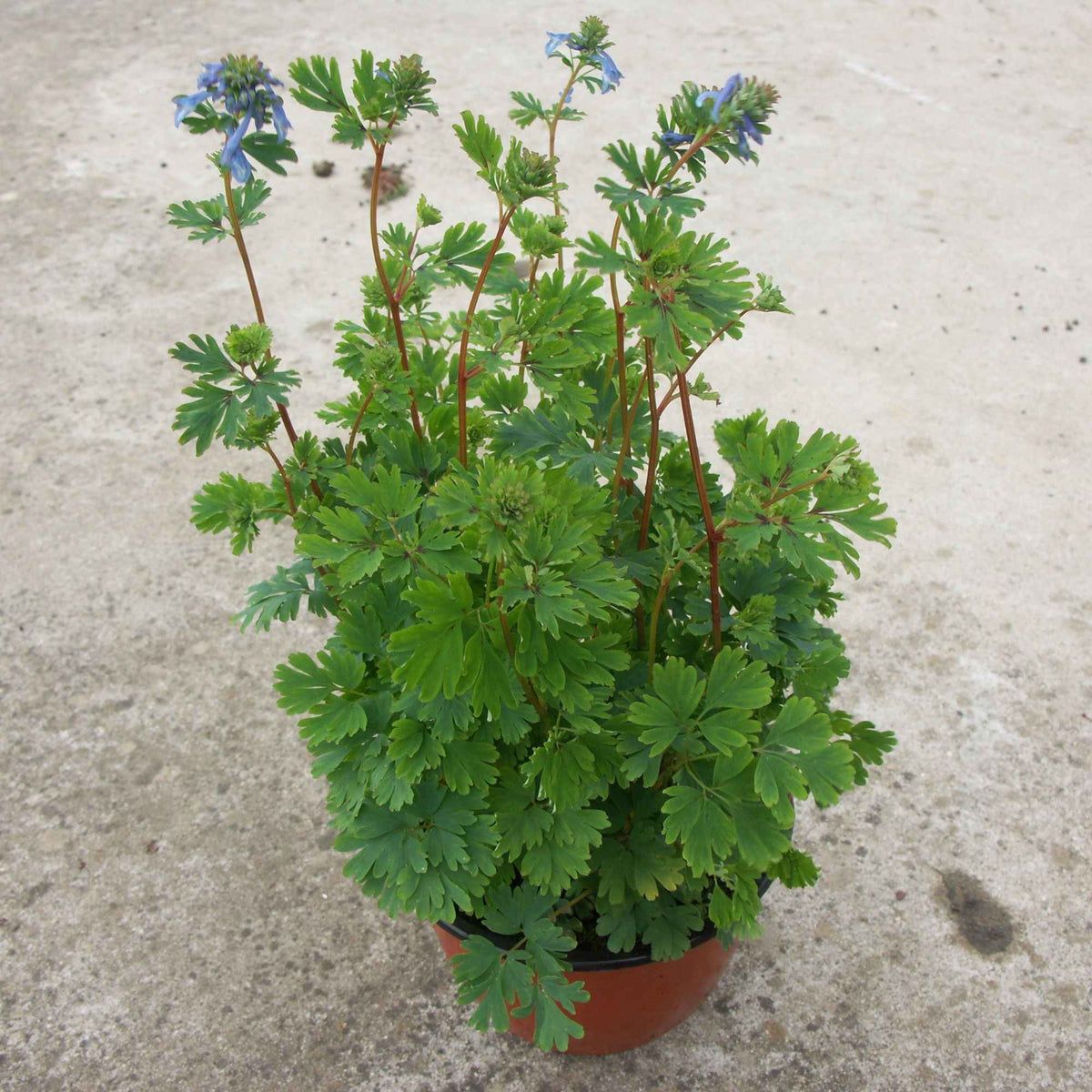 Corydalis Blue Line ® Couriblue - Corydalis x blue line ® ‘couriblue’ - Willemse