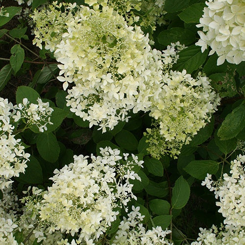Hortensia paniculé Dentelle de Gorron ® - Hydrangea paniculata dentelle de gorron ® 'rencri' - Willemse