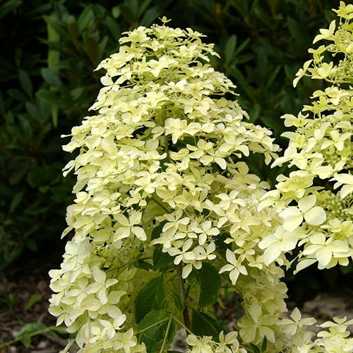 Vente Hortensia paniculé Dentelle de Gorron ® - Hydrangea paniculata dentelle de gorron ® 'rencri'