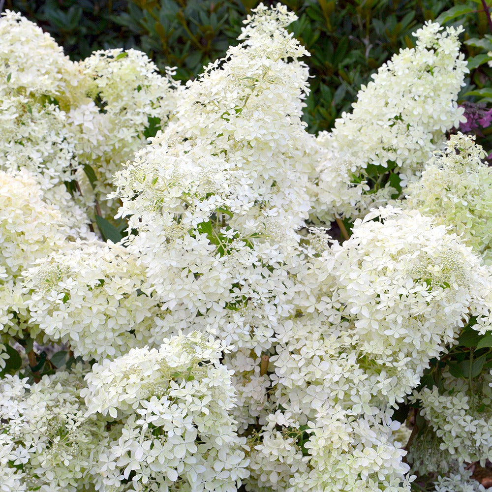 Hortensia paniculé Dentelle de Gorron ® - Willemse