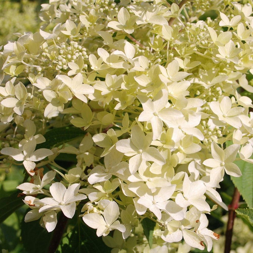 Hortensia paniculé - Hortensia paniculé Dentelle de Gorron ® - Hydrangea paniculata dentelle de gorron ® 'rencri'