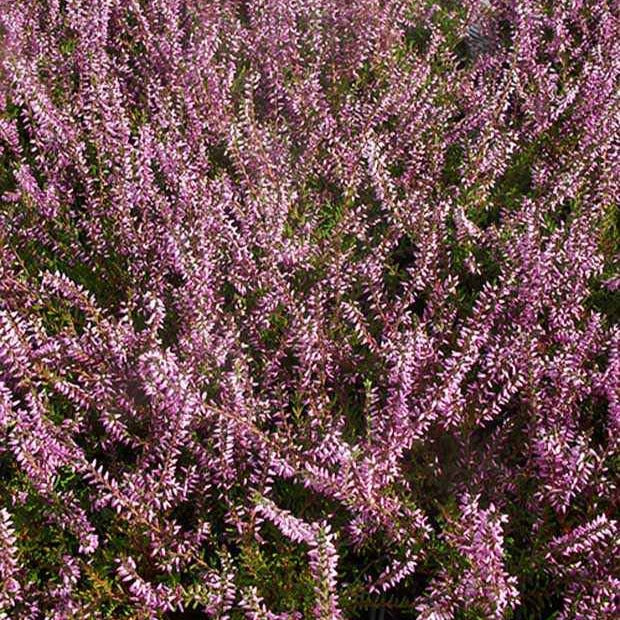 Calluna vulgaris marlies - Bruyère d'été Marlies - Bruyère d'été