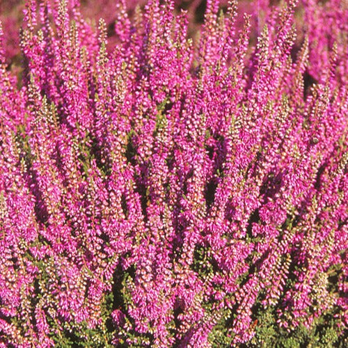 Bruyère d'été Darkness Callune Darkness - Calluna vulgaris darkness - Plantes