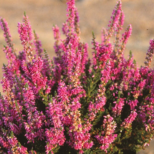 Bruyère d'été Darkness Callune Darkness - Calluna vulgaris darkness - Plantes vivaces