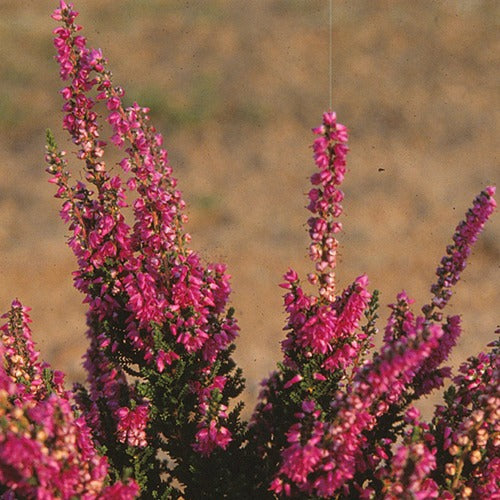 Calluna vulgaris darkness - Bruyère d'été Darkness Callune Darkness - Bruyères