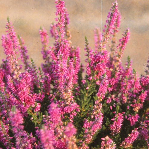 Bruyères - Bruyère d'été Darkness Callune Darkness - Calluna vulgaris darkness