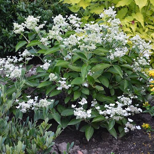 Hydrangea paniculata prim 'white ® 'dolprim' - Hortensia paniculé Prim'White® Dolprim - Hortensias
