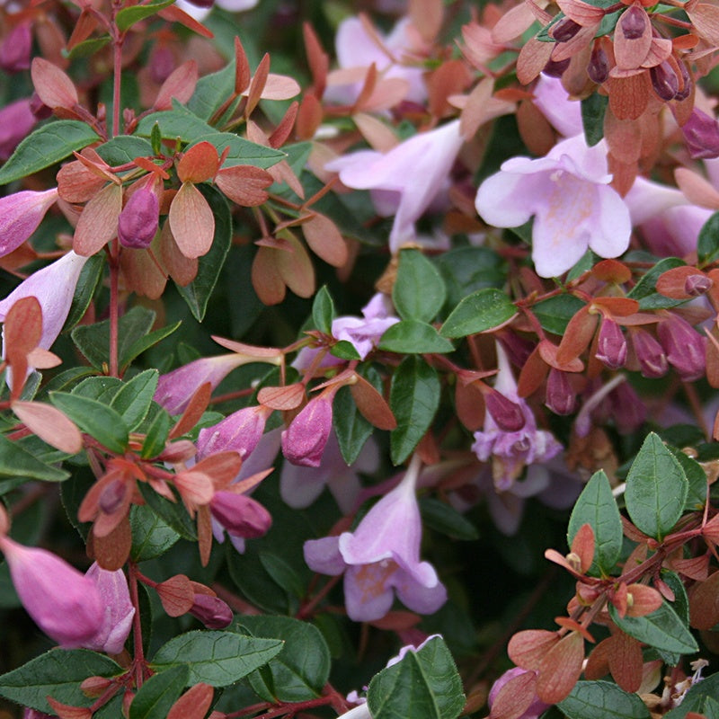 Abélia Pink Pong - Abelia grandiflora Pink Pong ® - Willemse