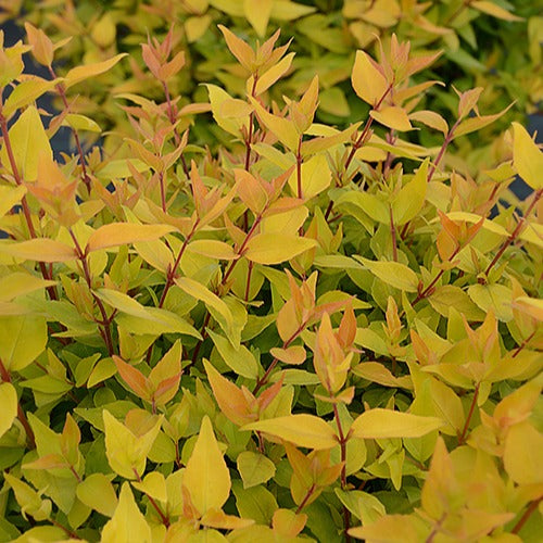 Abélia Gold Touch® BMR Gold - Willemse