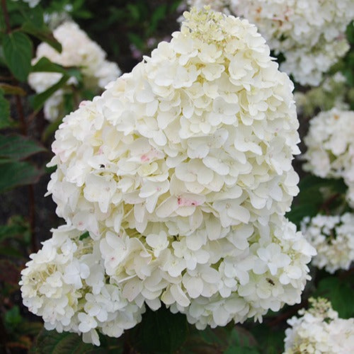 Hortensia paniculé Dolly - Willemse
