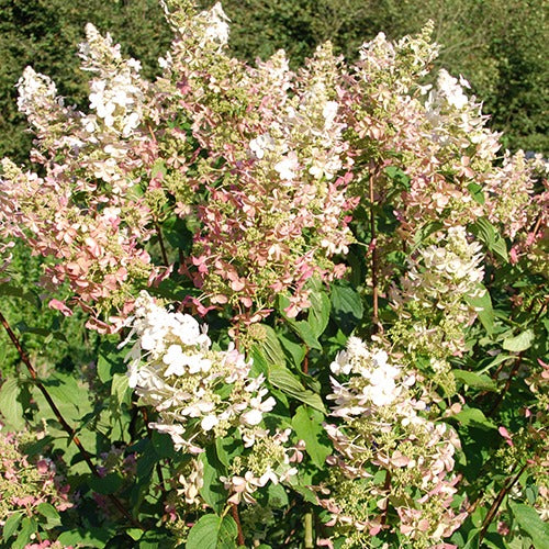 Hortensia paniculé Dolly - Hydrangea paniculata dolly - Willemse