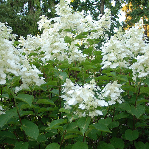 Hortensia paniculé White Lady - Hydrangea paniculata white lady - Arbustes