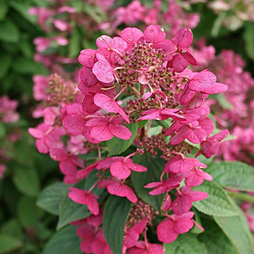 Hortensia paniculé Magical ® Fire - Hydrangea paniculata magical fire - Willemse