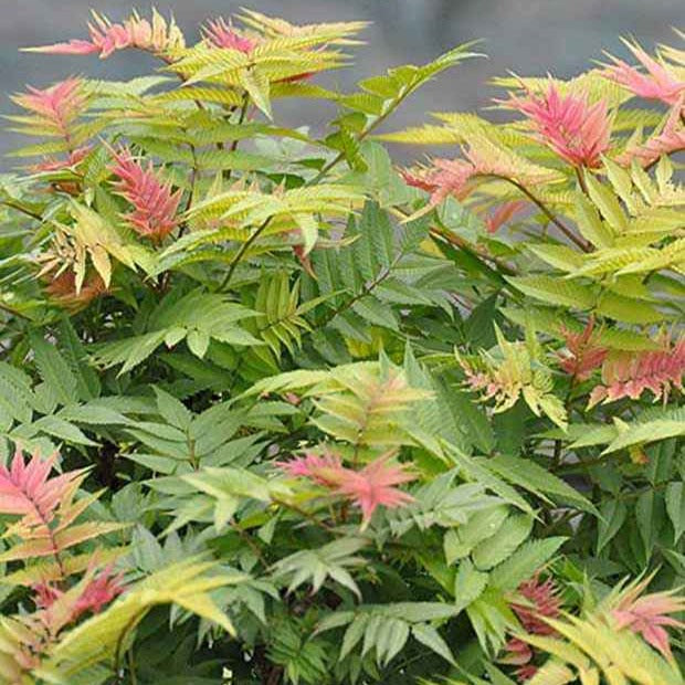 Sorbaire Pink Hopi® - Sorbaria sorbifolia pink hopi ® - Arbustes
