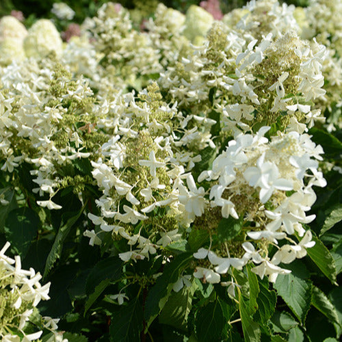 Hortensia paniculé Levana - Hydrangea paniculata levana - Willemse