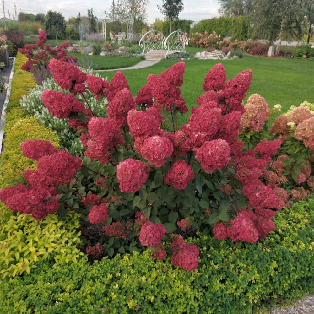 Hortensia paniculé Framboisine® 'Rensam' - Willemse