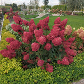 Hortensia paniculé Framboisine® 'Rensam' - Willemse