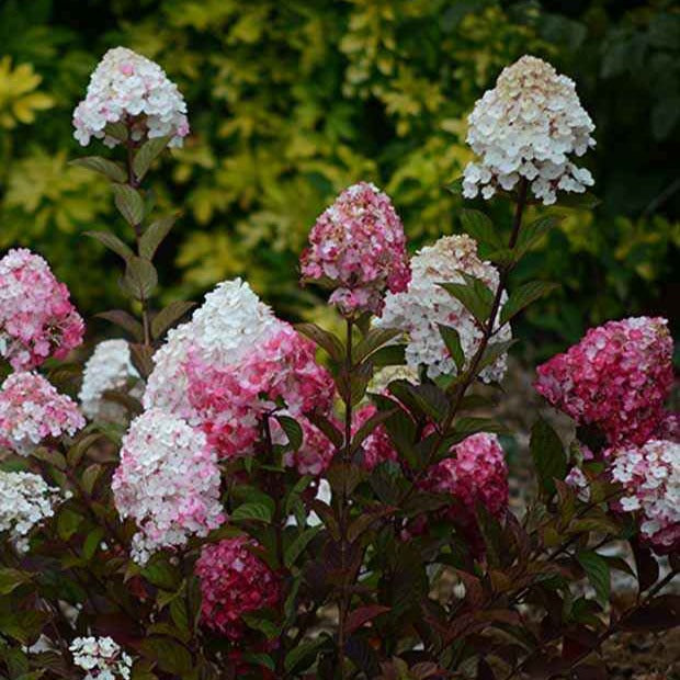Hydrangea paniculata framboisine® 'rensam' - Hortensia paniculé Framboisine® 'Rensam' - Hortensia paniculé