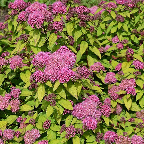 Spirée du Japon Merlo® Star - Spiraea japonica merlo ® star - Plantes