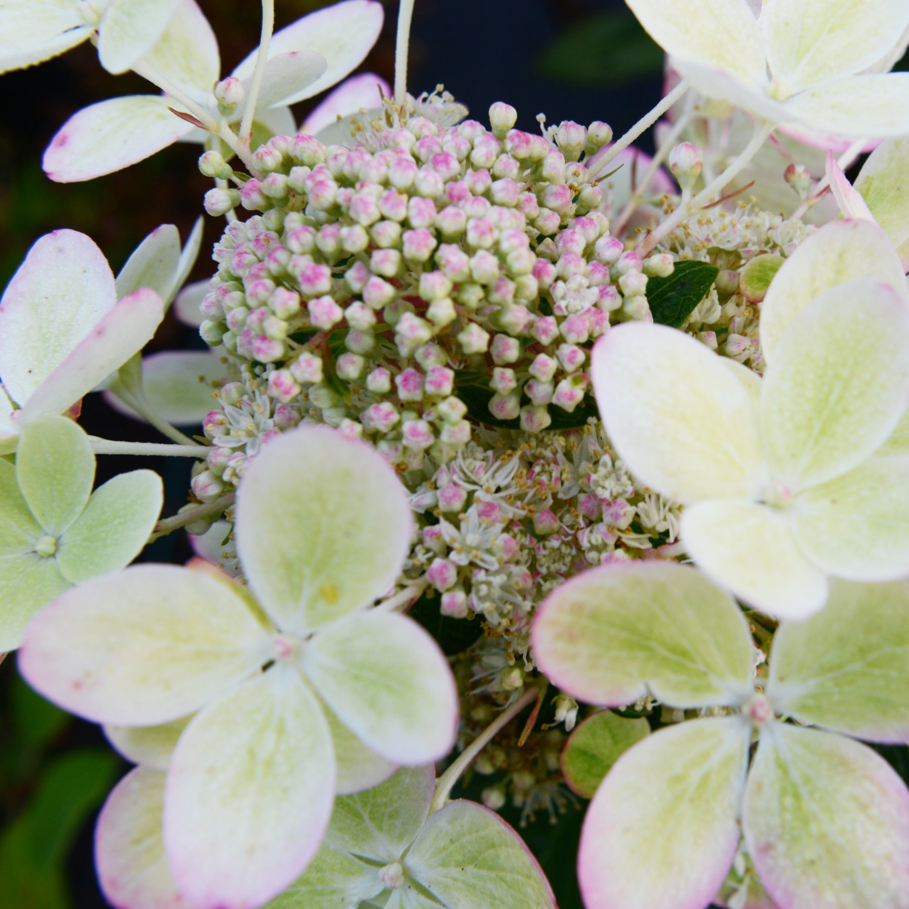 Hydrangea paniculata pastelgreen® renxolor - Hortensia paniculé PASTELGREEN® Renxolor - Hortensia paniculé