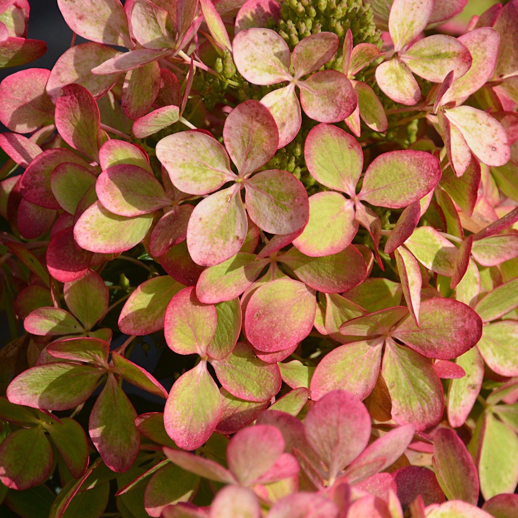 Hortensia paniculé - Hortensia paniculé PASTELGREEN® Renxolor - Hydrangea paniculata pastelgreen® renxolor