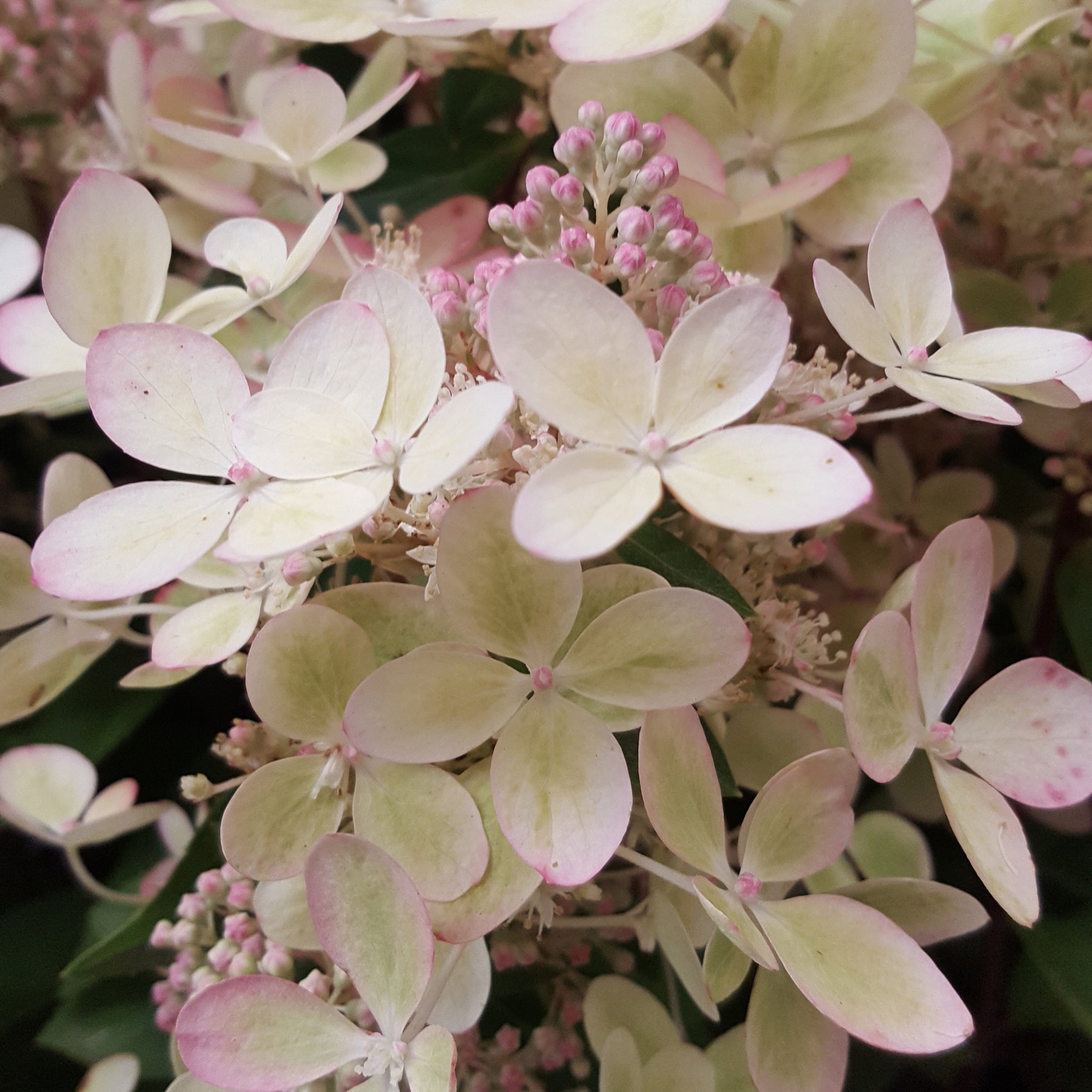Vente Hortensia paniculé PASTELGREEN® Renxolor - Hydrangea paniculata pastelgreen® renxolor