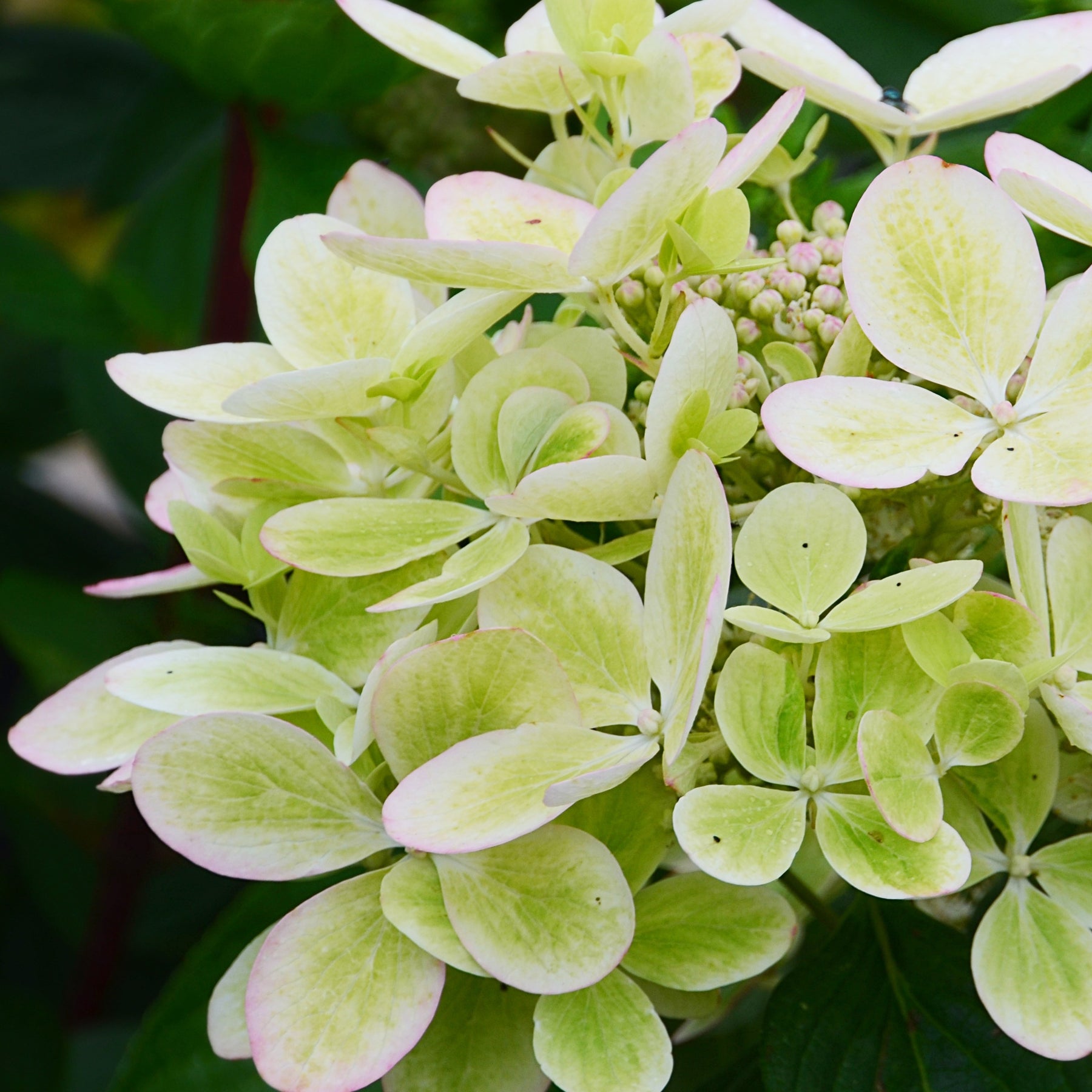 Vente Hortensia paniculé PASTELGREEN® Renxolor