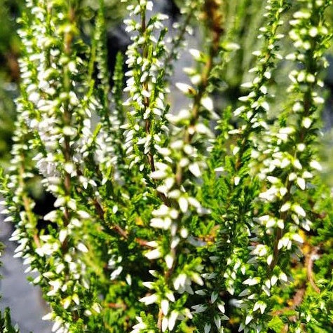 Bruyère d'été Long White - Willemse