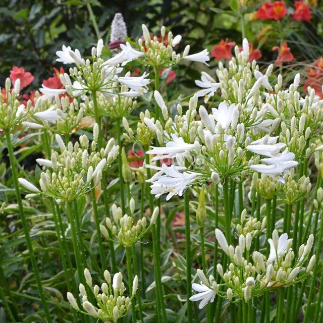 Agapanthe PITCHOUNE® White - Agapanthus x pitchoune ® blanc 'tur161' - Agapanthes