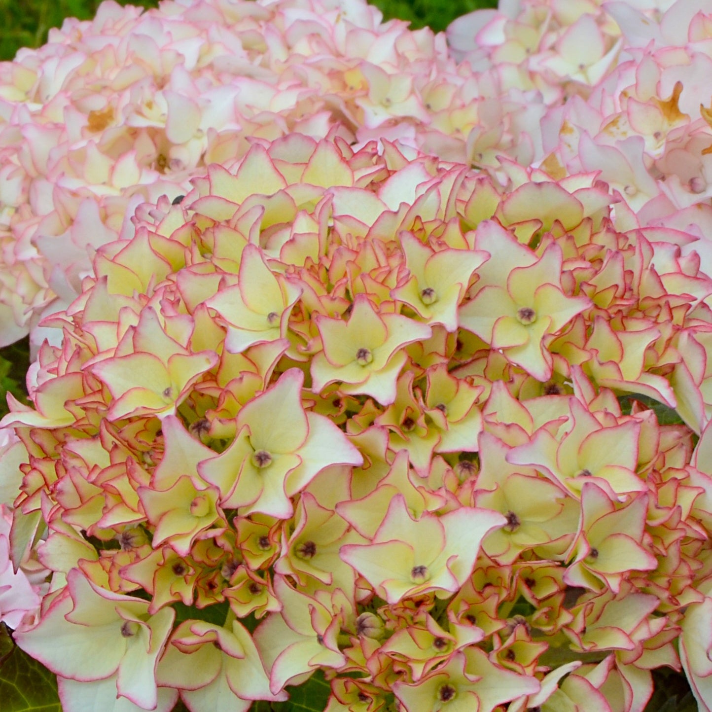 Hortensia Dolce ® France - Willemse