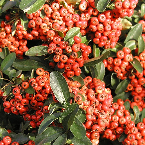 Buisson ardent Saphyr® Rouge Cadrou - Pyracantha - Pyracantha saphyr ® rouge'cadrou' - Willemse