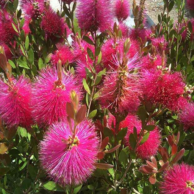 Callistemon Hot Pink - Rince-bouteille rose - Callistemon viminalis Hot Pink - Willemse