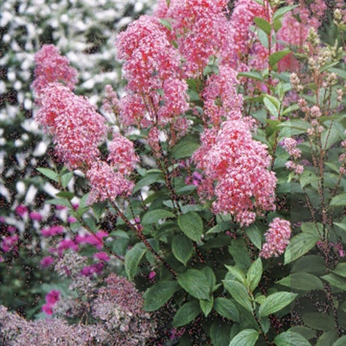 Céanothe Perle Rose - Willemse