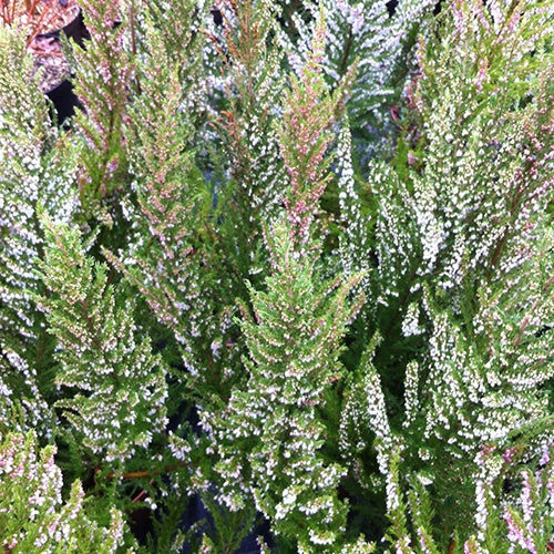 Bruyère arborescente Great Star® Le Vasterival - Erica arborea great star® 'le vasterival' - Willemse