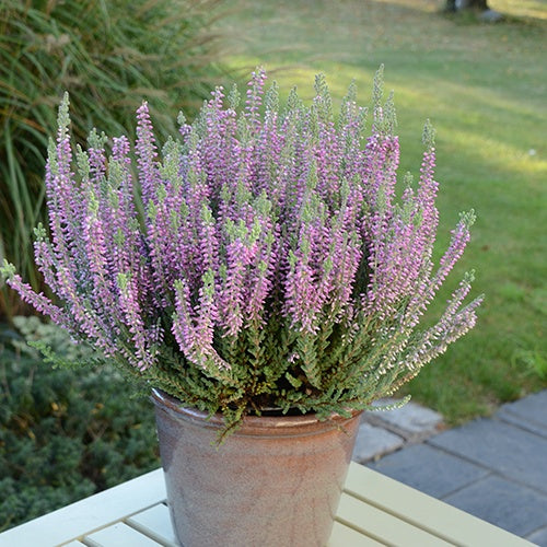 Bruyère d'été Silvana - Calluna vulgaris silvana - Willemse