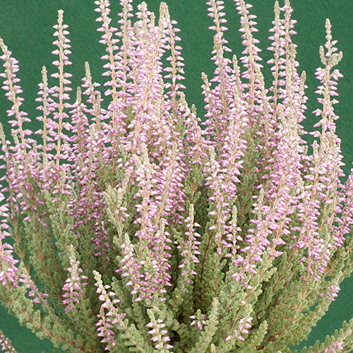 Calluna vulgaris silvana - Bruyère d'été Silvana - Bruyères