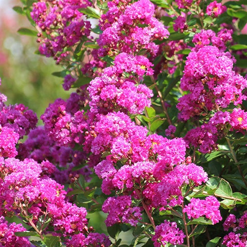 Lilas des Indes Lilas d'été Violet d'été® - Willemse