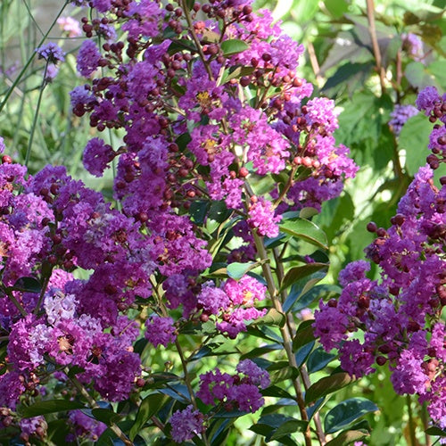 Lilas des Indes Lilas d'été Violet d'été® - Lagerstroemia indica violet d'été® - Willemse