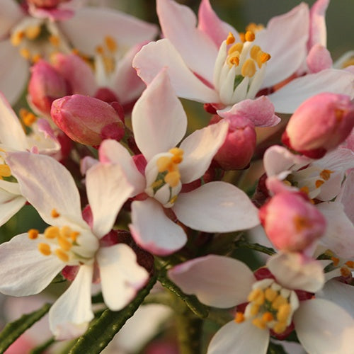 Oranger du Mexique Apple Blossom - Choisya ternata apple blossom - Willemse