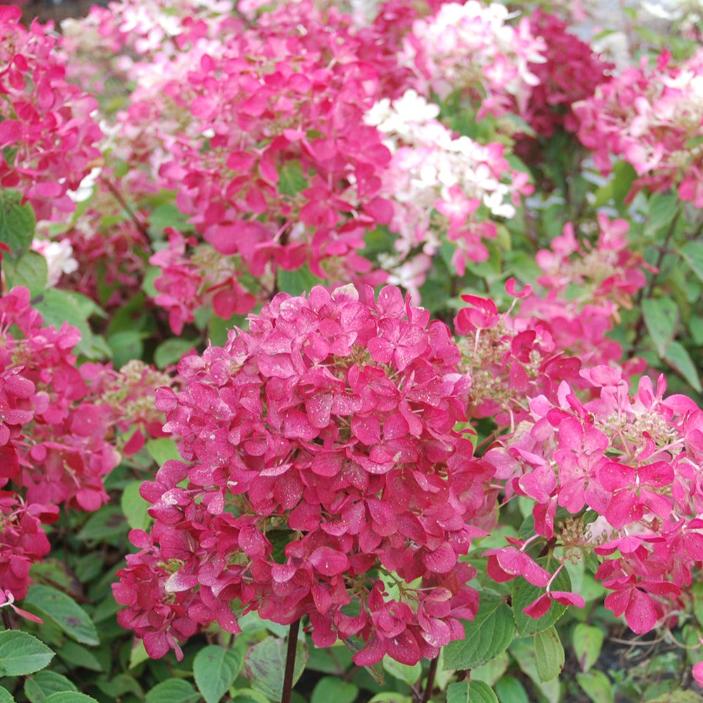 Hortensia paniculé Diamant Rouge - Hydrangea paniculata diamant rouge ® 'rendia' - Arbustes