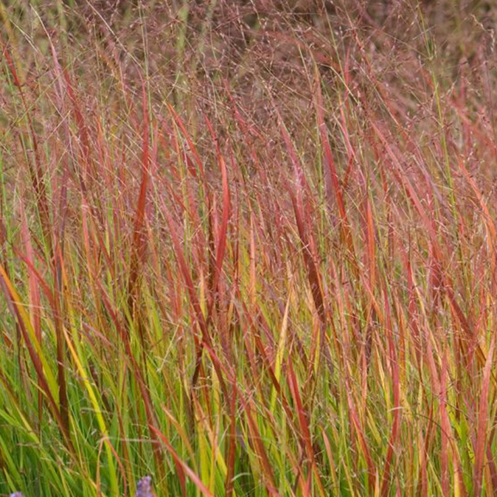 Panic érigé Rehbraun - Panicum virgatum Rehbraun - Willemse
