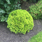 Thuya du Canada Mirjam - Willemse