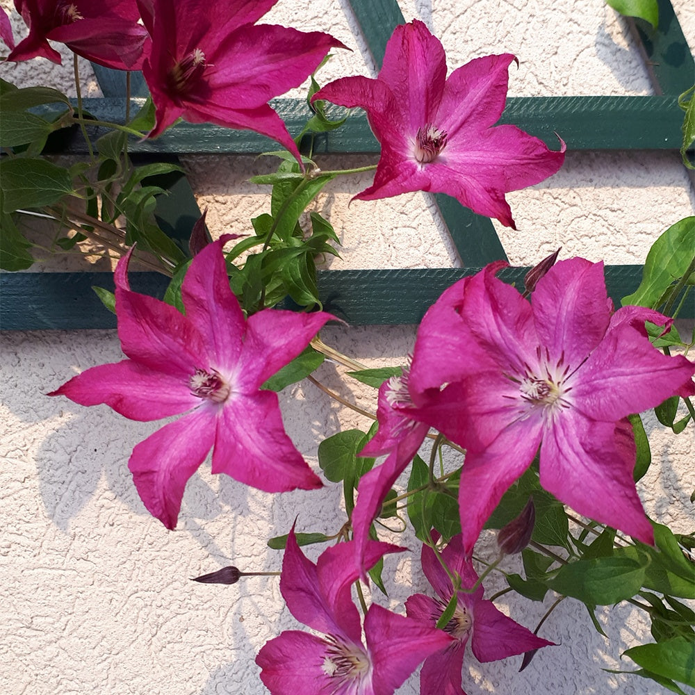 Clématite Nancy, Jour de la Terre® - Clematis integrifolia nancy jour de la terre®clemi - Willemse